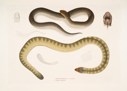 1. Penang Hypserina, Hypserina Hardwickii; 2. Hardwicke’s Short Sea Snake, Lapemis Hardwickii. by John Edward Gray