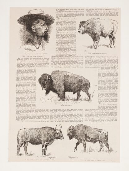 6 drawings of American buffalo and portrait of Ho.N.C.J. Jones, Garden City, Kansas by Frederic Remington