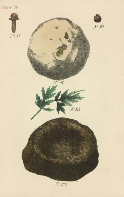A Manual of Vegetable Materia Medica Pl.01 by George Sampson Valentine Wills