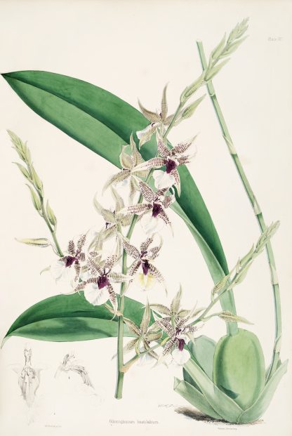 A monograph of Odontoglossum Pl.06 by James Bateman
