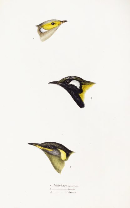 A synopsis of the birds of Australia, and the adjacent Islands Pl.15 by Elizabeth Gould