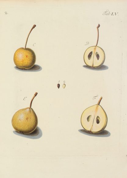 Abbildung der wilden Bäume, Stauden und Buschgewächse Pl.090 by Carl Christoph Oelhafen von Schöllenbach