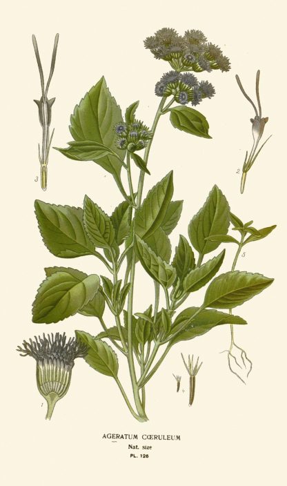 Ageratum Coeruleum by Edward Step