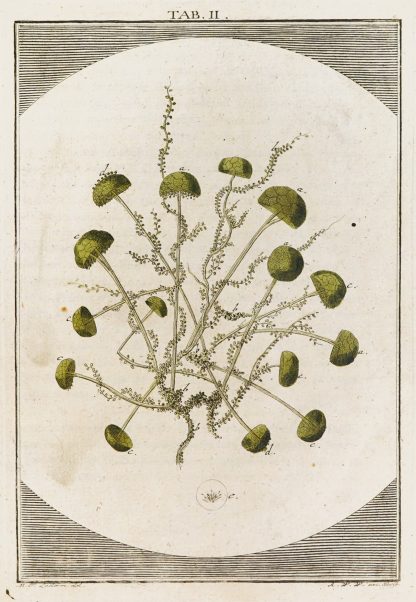 Amusement microscopique tant pour l’esprit, que pour les yeux Pl.003 by Martin Frobenius Ledermüller