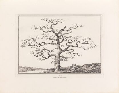 An essay on trees in landscape by E. Kennion