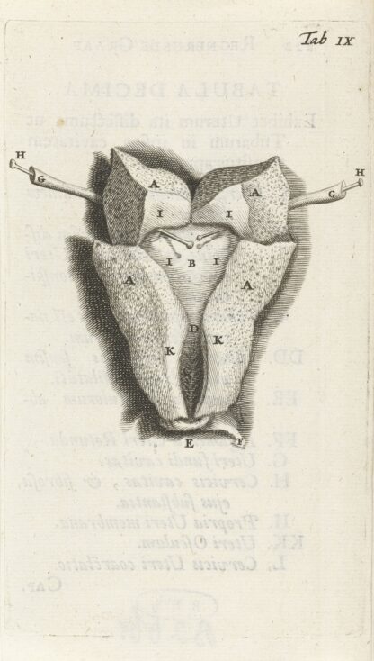 Anatomical drawing of the inside of the uterus. by Hendrik Bary