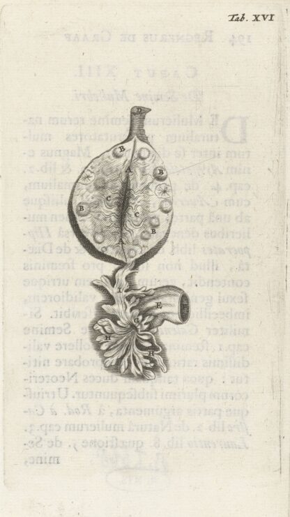 Anatomical illustration of an ovary by Hendrik Bary