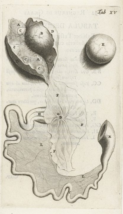 Anatomical illustration of the fallopian tube and ovaries by Hendrik Bary