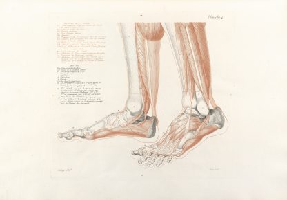Anatomie du gladiateur combattant Pl.05 by Jean-Galbert Salvage