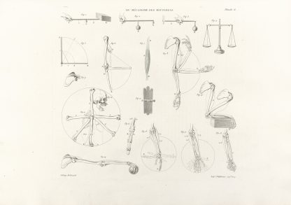 Anatomie du gladiateur combattant Pl.17 by Jean-Galbert Salvage