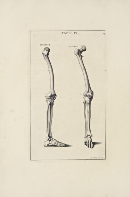 Anatomy improv’d and illustrated with regard to the uses thereof in designing Pl.07 by Michael van der Gucht
