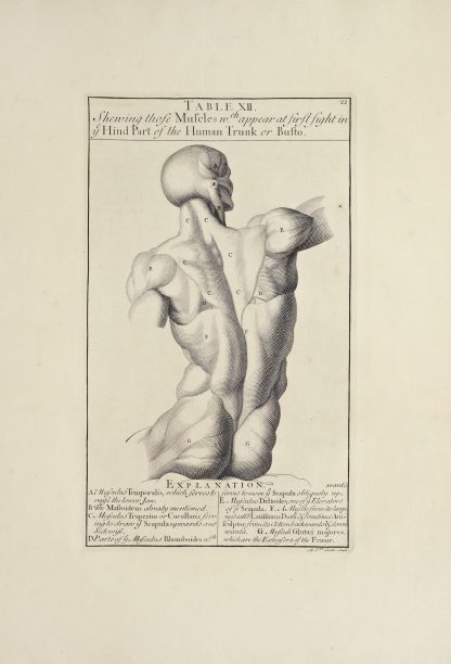 Anatomy improv’d and illustrated with regard to the uses thereof in designing Pl.12 by Michael van der Gucht