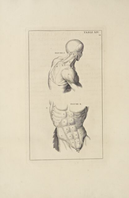 Anatomy improv’d and illustrated with regard to the uses thereof in designing Pl.14 by Michael van der Gucht