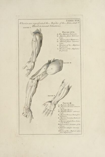 Anatomy improv’d and illustrated with regard to the uses thereof in designing Pl.17 by Michael van der Gucht