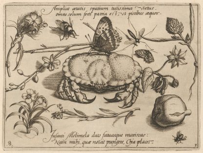 Archetypa studiaque patris Georgii Hoefnagelii Pl.36 by Joris Hoefnagel