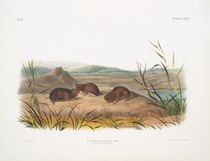 Arvicola borealis, Northern Meadow-Mouse. Natural size. by John Woodhouse Audubon