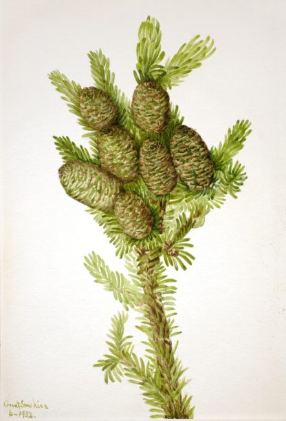 Balsam Fir by Mary Vaux Walcott