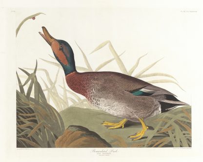 Bemaculated duck by John James Audubon