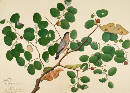 Brahminy Starling with Two Antheraea Moths, Caterpillar, and Cocoon on Indian Jujube Tree by Sheikh Zain al-Din