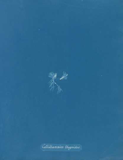 Callithamnion thuyoides by Anna Atkins