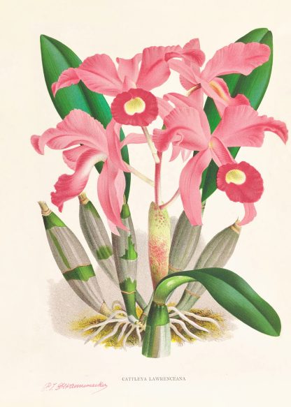 Cattleya Lawrenceana by Jean Jules Linden
