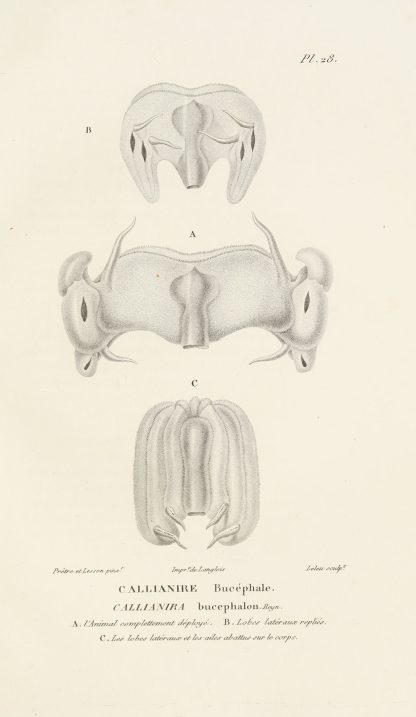 Centurie zoologique Pl.28 by René-Primevère Lesson