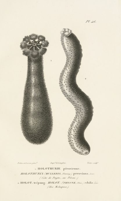 Centurie zoologique Pl.46 by René-Primevère Lesson