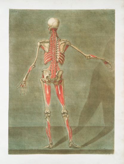 Cette planche représente la derniere couche des muscles…. by Arnauld Gautier d'Agoty