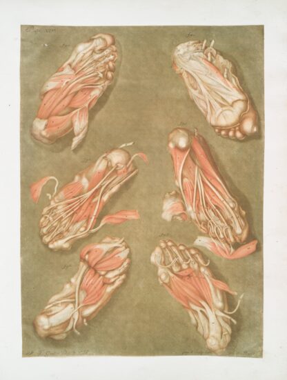 Cette planche représente les muscles situés à la plante du pied by Arnauld Gautier d'Agoty