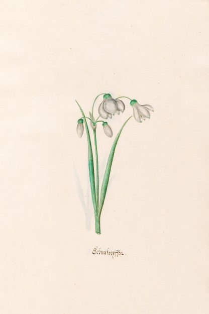chneefroyffenn. [Schneeflocken] by Magdelena Rosina Funck