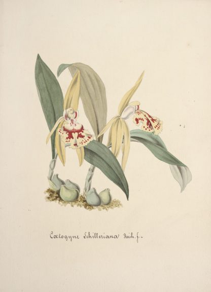 Collection d’orchidées Pl.69 by Anonymous