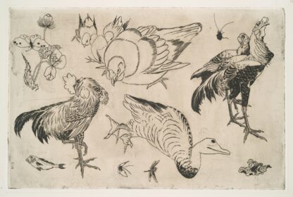 Coqs, canards, etc by Félix Bracquemond