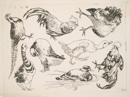 Coqs et canards by Félix Bracquemond