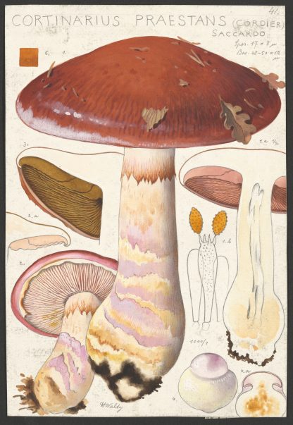 Cortinarius praestans by Hans Walty