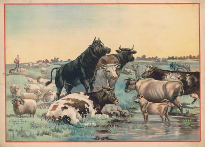Cows and sheep in a pasture, with six cows looking out at the viewer by Calvert Litho. Co