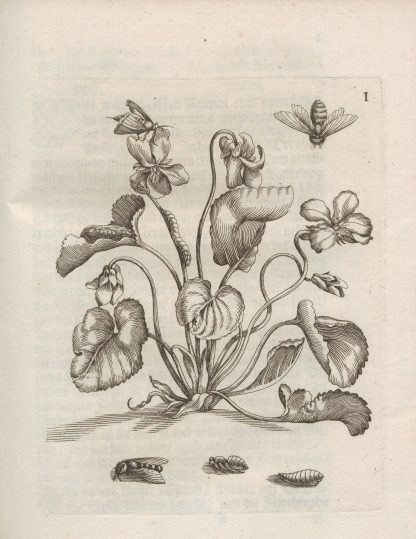 Der Raupen wunderbare Verwandelung und sonderbare Blumen-Nahrung Pl.052 by Maria Sibylla Merian