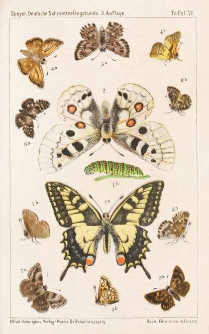 Deutsche Schmetterlingskunde für Anfänger. Nebst einer Anleitung zum Sammeln Pl.05 by Adolf Speyer