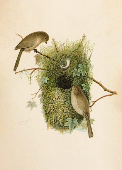 Die Nordamerikanische Vogelwelt pl09 by Robert Ridgway