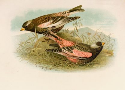 Die Nordamerikanische Vogelwelt pl23 by Robert Ridgway
