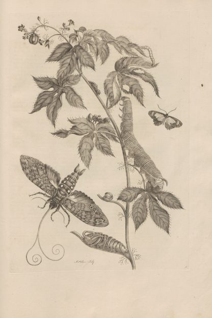 Dissertatio de generatione et metamorphosibus insectorum surinamensium Pl.38 by Maria Sibylla Merian