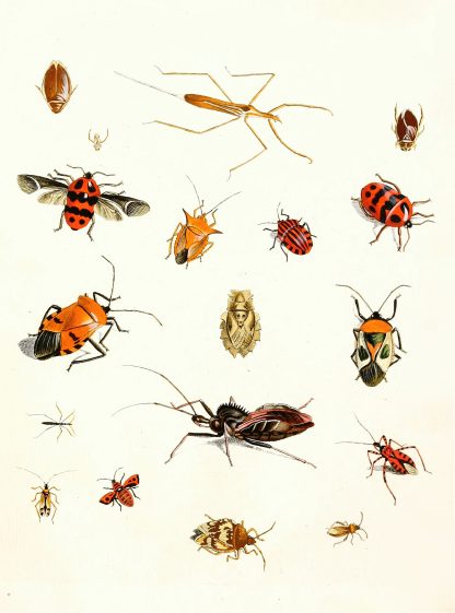 Dr. Sulzer’s Short History of Insects, Pl. 10 by Johann Heinrich Sulzer