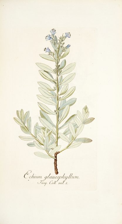 Echium glaucophyllum by Nikolaus Joseph Freiherr von Jacquin