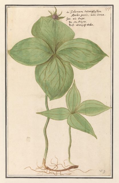 Eenbes by Anselmus Boëtius de Boodt