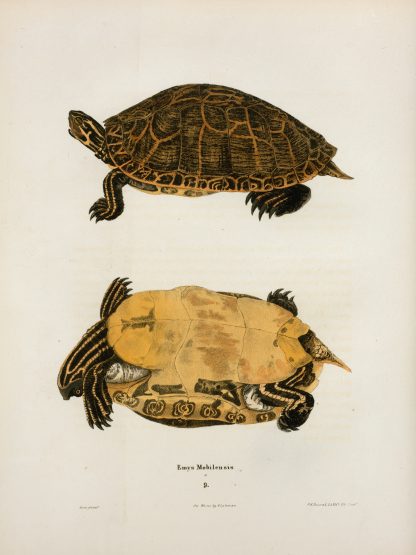Emys Muhlenbergii. by John Edwards Holbrook