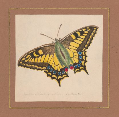 Equites Achivi Machaon Swallowtail by William Wood Thackara