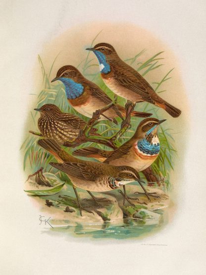 Erithacus cyaneculus by Johann Friedrich Naumann
