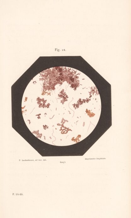 Études Sur Le Vin Pl.07 by Louis Pasteur