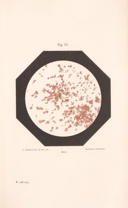 Études Sur Le Vin Pl.22 by Louis Pasteur