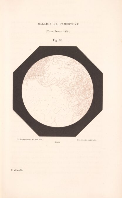 Études Sur Le Vin Pl.24 by Louis Pasteur