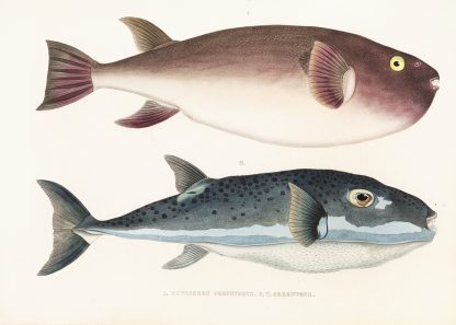 Fauna japonica Pl.138 by Philipp Franz Balthasar von Siebold
